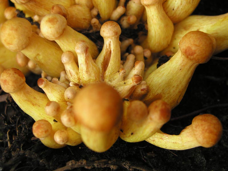 Gymnopilus junonius